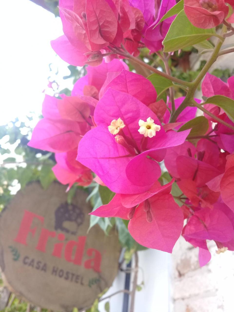 Frida Casa Hostel Πελότας Εξωτερικό φωτογραφία
